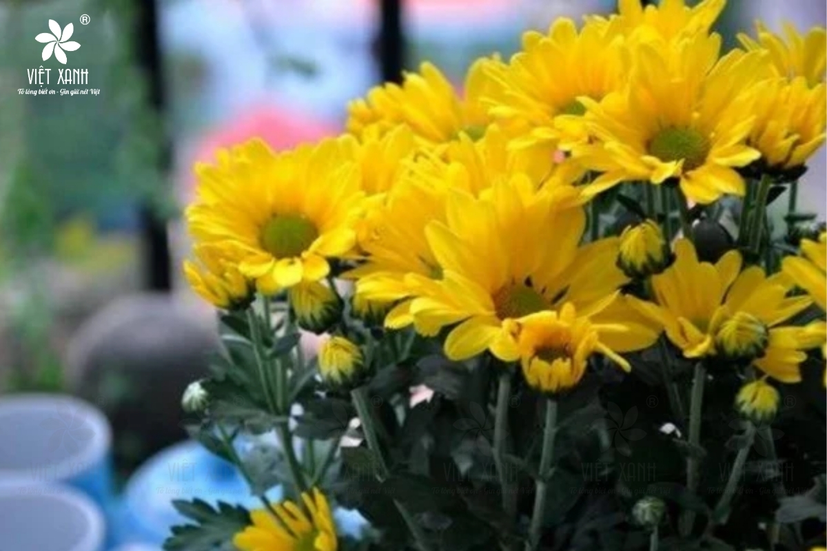 ý nghĩa khi lựa chọn h